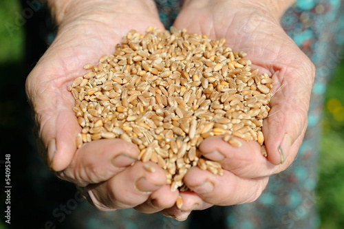 Farmer hands full of wheat © stefanov764