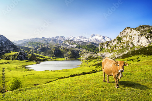 Cow in the Ercina lake (lakes of Covadonga), Asturias, Spain