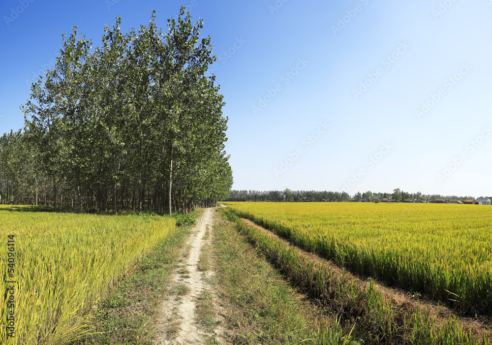 The farmland to harvest golden rice reap of the woods edge