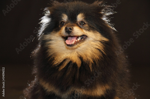 Pomeranian lulu photo