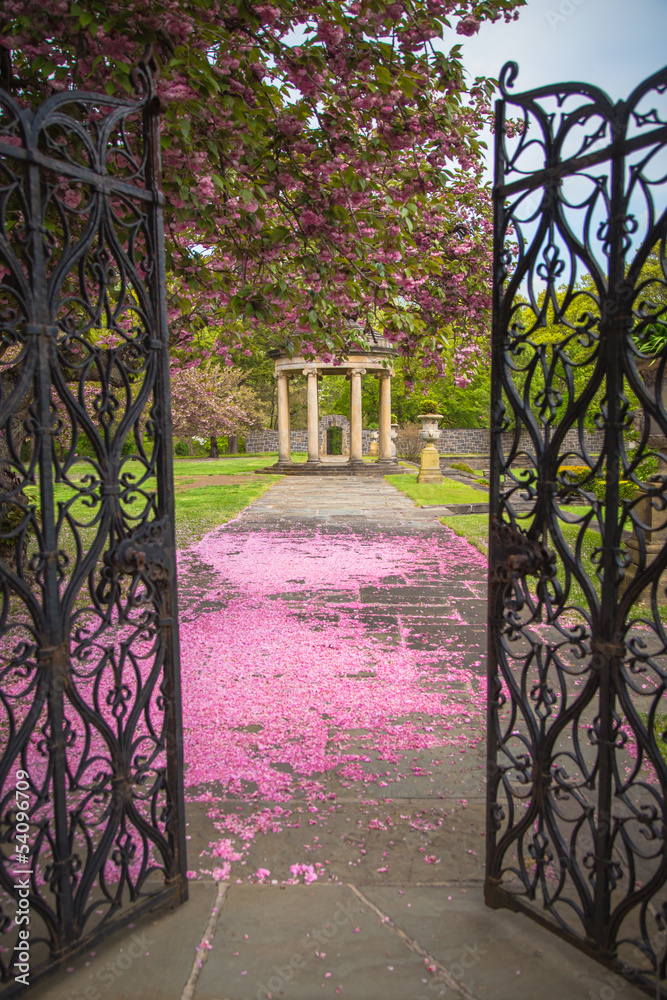 Fototapeta premium Ścieżka ogrodowa pokryta płatkami kwiatu wiśni i altaną