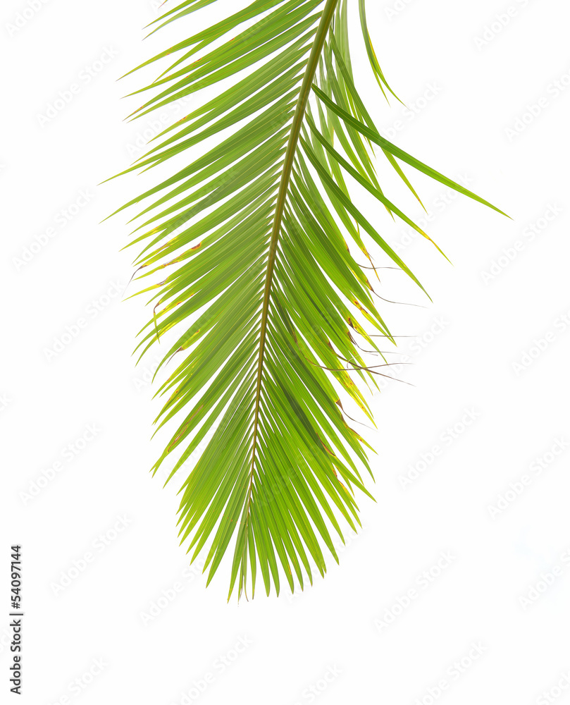 Obraz premium palm tree isolated on white background