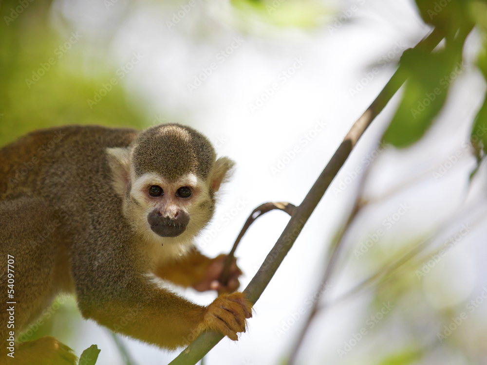 Obraz premium Squirrel Monkey