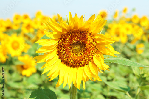 Beautiful sunflowers field