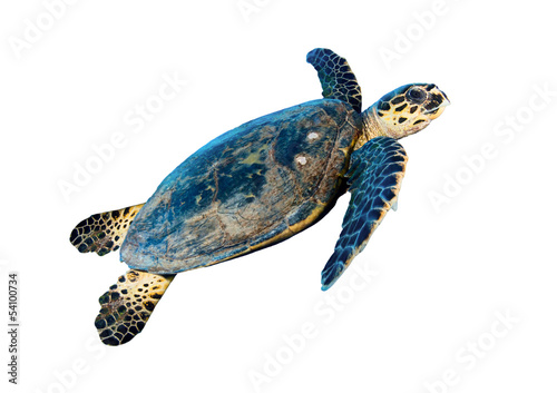 Obraz na płótnie Hawksbill sea turtle (Eretmochelys imbricata), on white.
