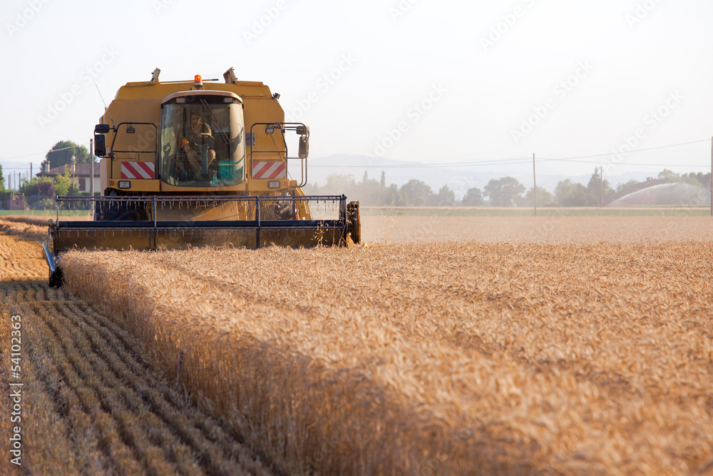 Fototapeta premium Combine harvesting wheat