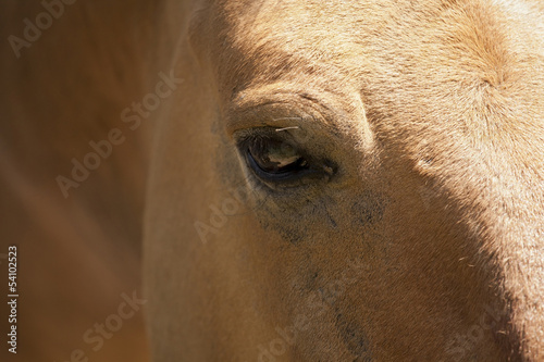Eye of Arabian horse.