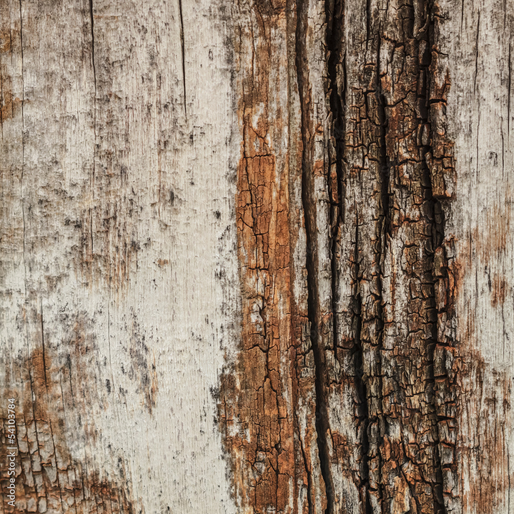 Obraz premium Ancient Weathered Cracked Tree Trunk Lateral Section