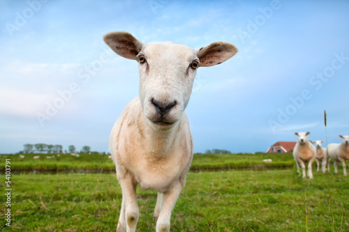 Fototapeta Naklejka Na Ścianę i Meble -  cute funny sheep close up