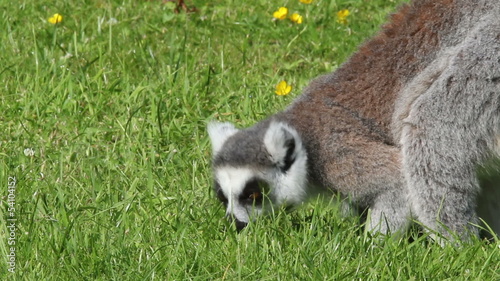 Ring-tailed lemurs (Lemur catta) foraging on the ground