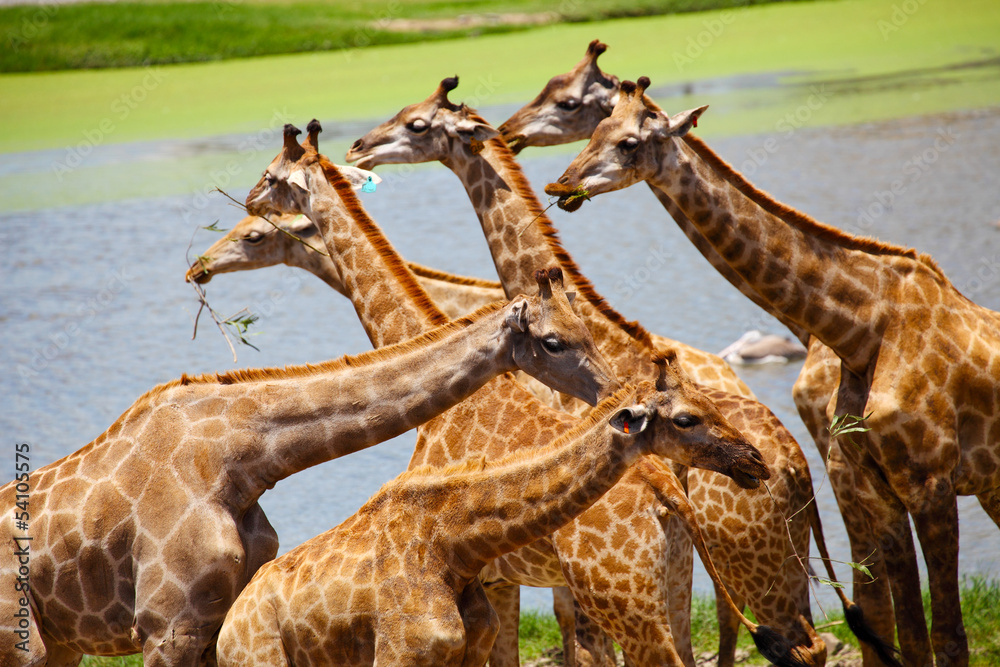 Fototapeta premium Group of Giraffes Eating Grass