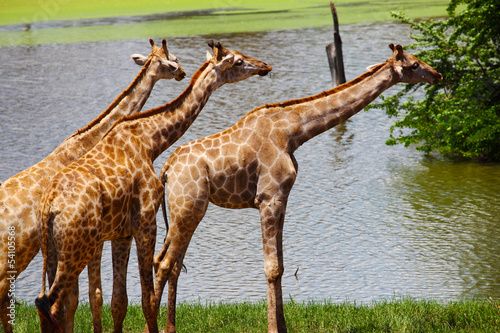 Group of Giraffes Eating Grass