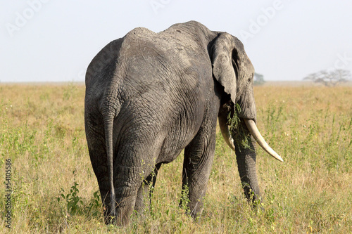 African Elephant  Loxodonta Africana 