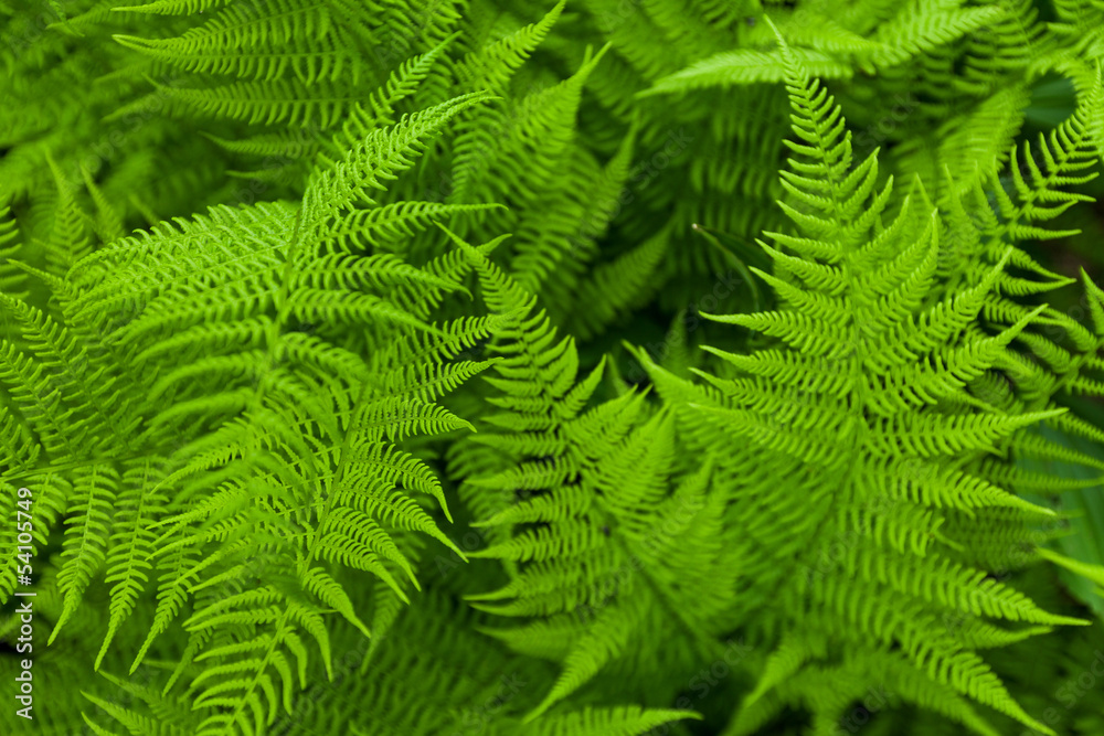 Fresh fern