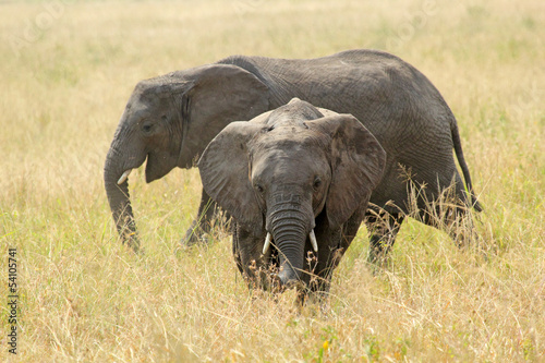 Photography Two african elephants (Loxodonta Africana)