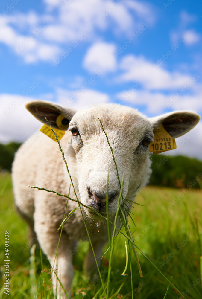Naklejka premium Inquisitive sheep grazing on grass