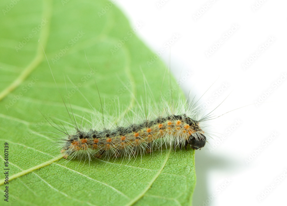 Vermin moth caterpillar