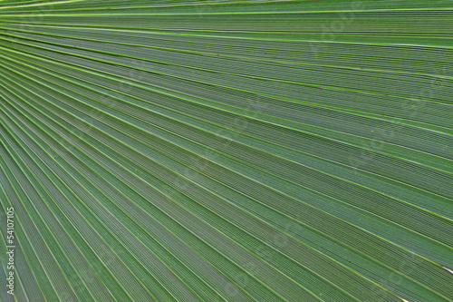 livistona palm leaves