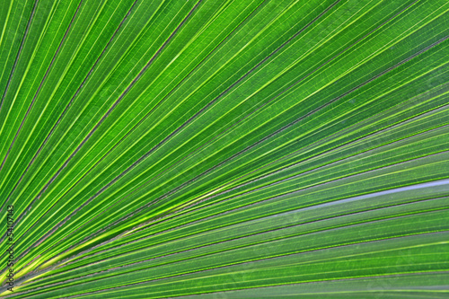 livistona palm leaves