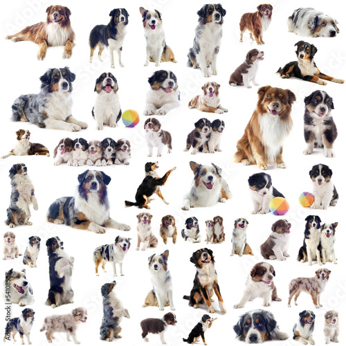 Fototapeta Naklejka Na Ścianę i Meble -  chiens  berger australien