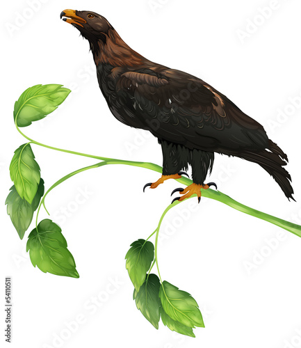 The Eagle