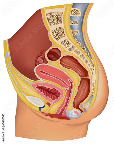Female Reproductive Organ