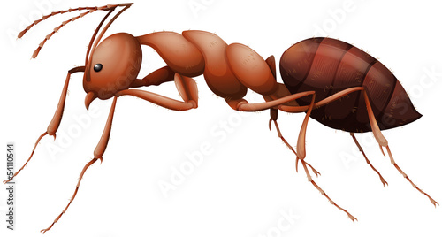 The Ant