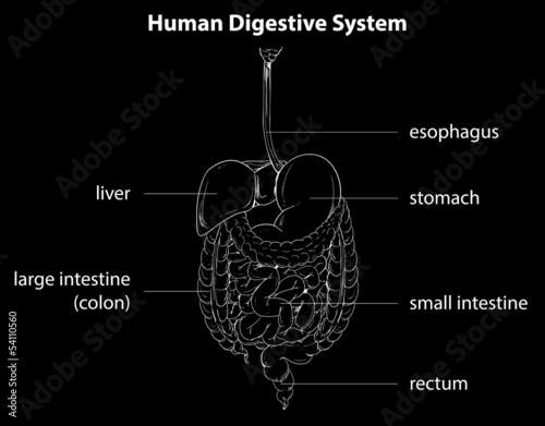 Human digestive system