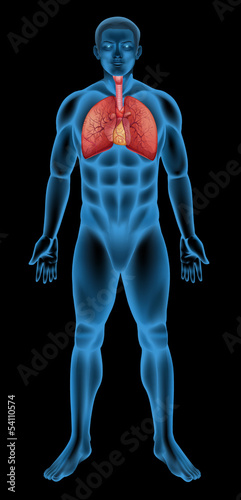 Human respiratory system