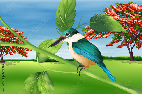 Kingfisher