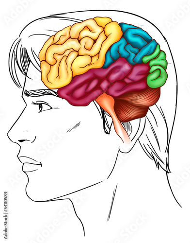 The human brain
