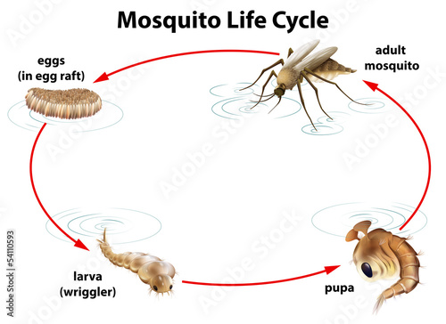 The life cycle of a mosquito photo