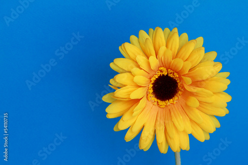 Fototapeta Naklejka Na Ścianę i Meble -  Yellow gerbera, isolated on blue background