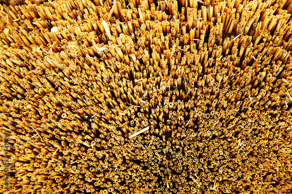 Naklejka premium Closeup of crop