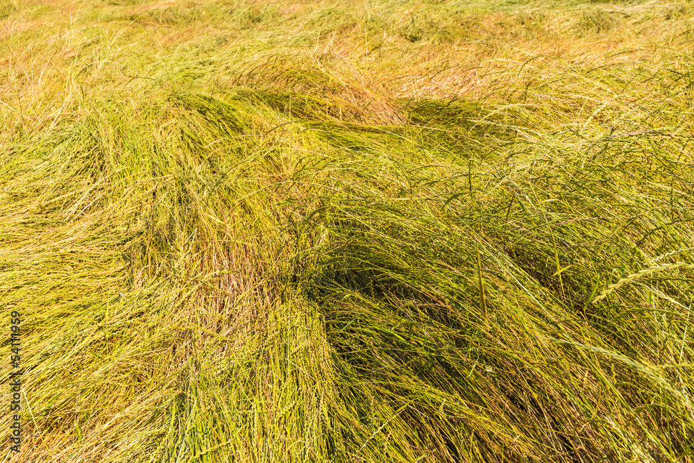 Closeup of fallen grass stalks in a field with grass seed cultiv Closeup of fallen grass stalks in a field with grass seed cultiv