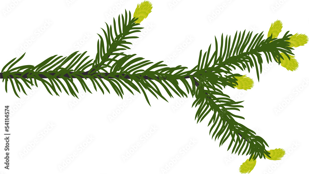 green fir branch illustration green fir branch illustration