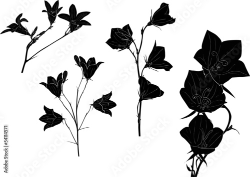 black campanula flowers collection isolated on white