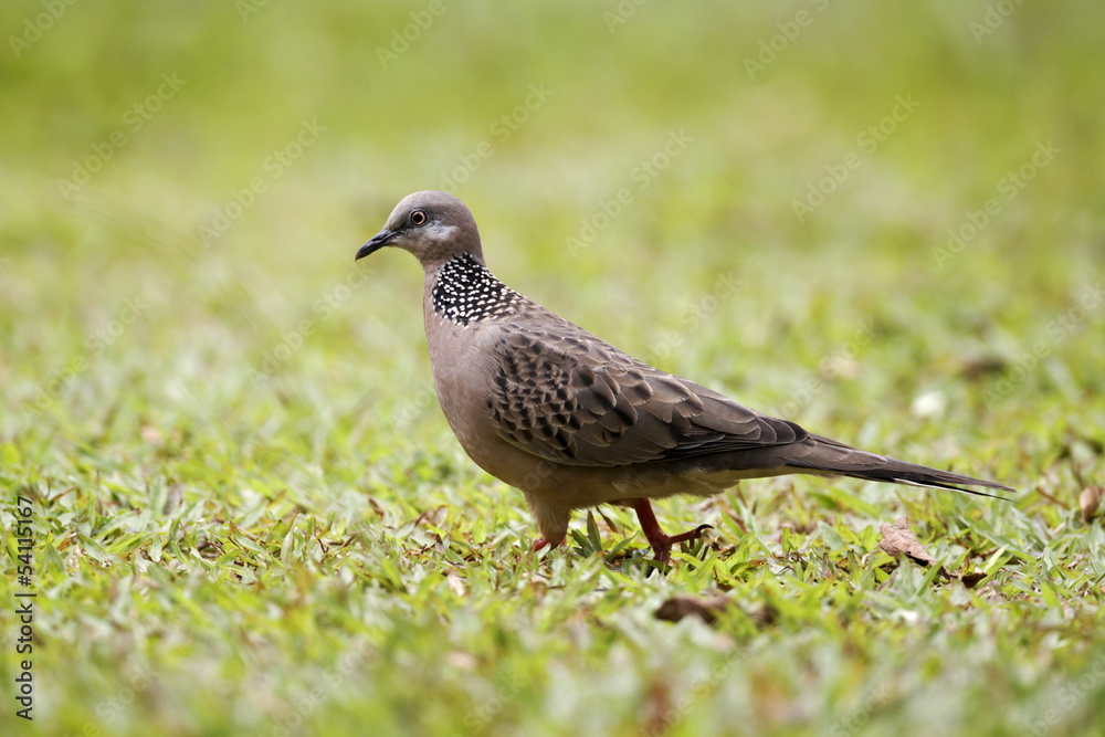 Fototapeta premium Spotted dove, Streptopelia chinensis