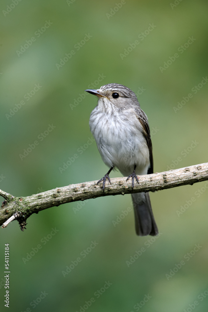 Spotted flycatcher, Muscicapa striata Spotted flycatcher, Muscicapa striata