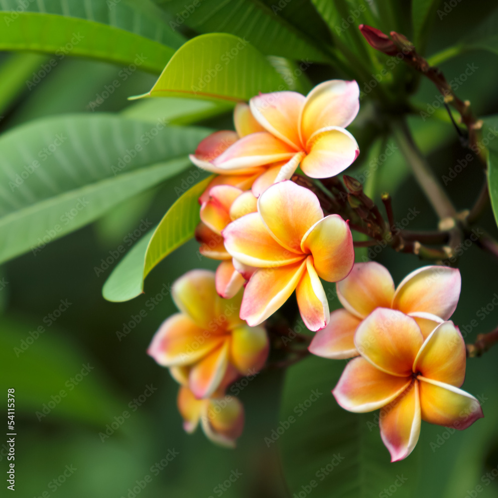 Obraz premium Frangipani flowers