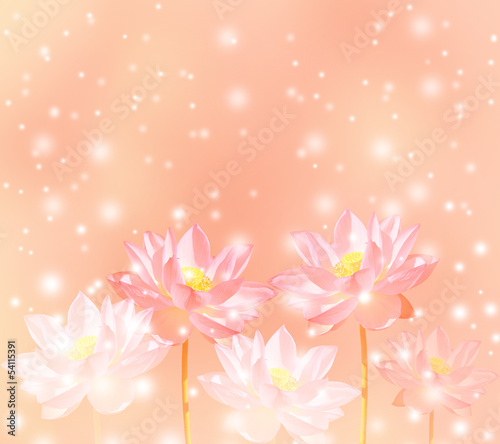 蓮の花