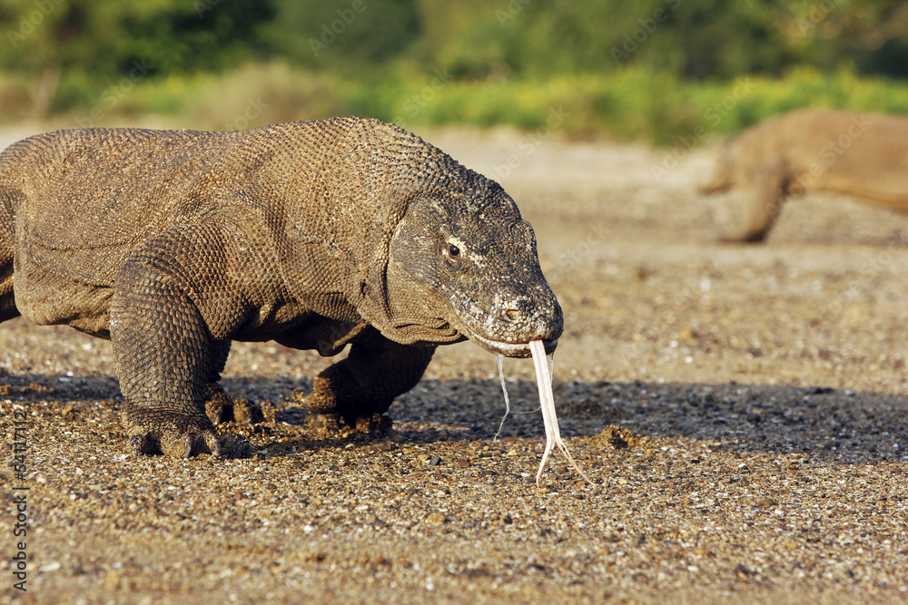 Obraz premium Komodo dragon, Varanus komodoensis