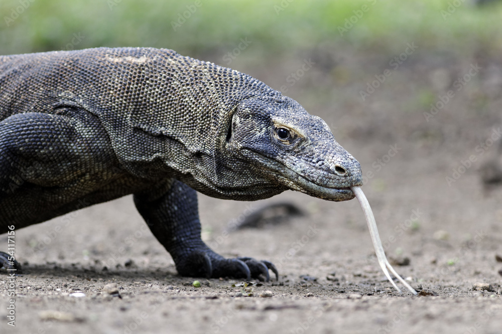 Obraz premium Komodo dragon, Varanus komodoensis