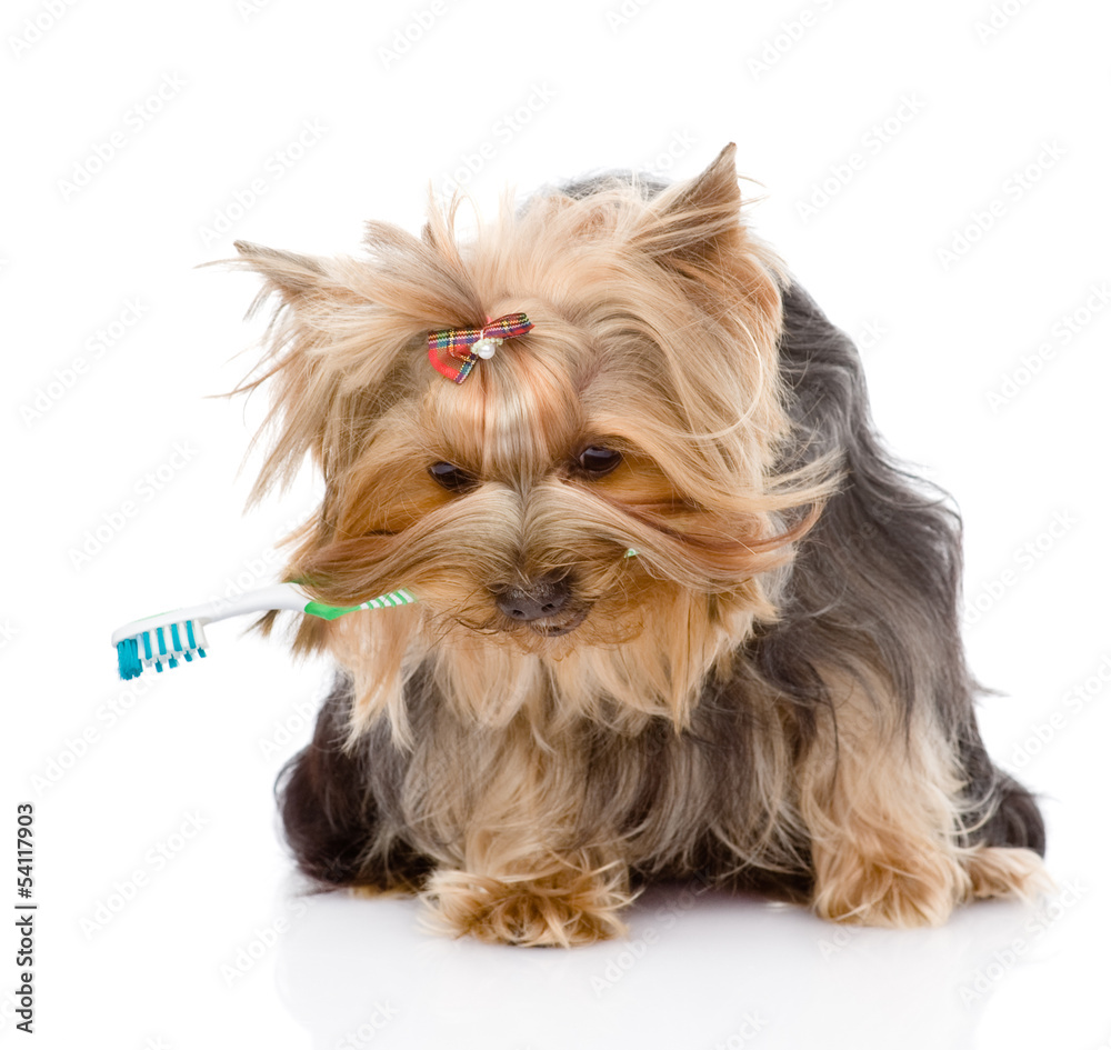 Yorkshire Terrier with a toothbrush. isolated on white Yorkshire Terrier with a toothbrush. isolated on white