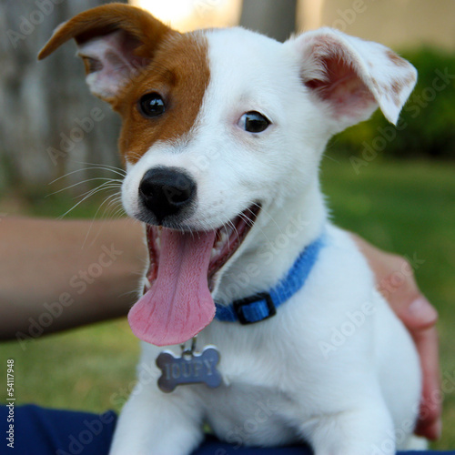 Plakat w ramie Jack Russel