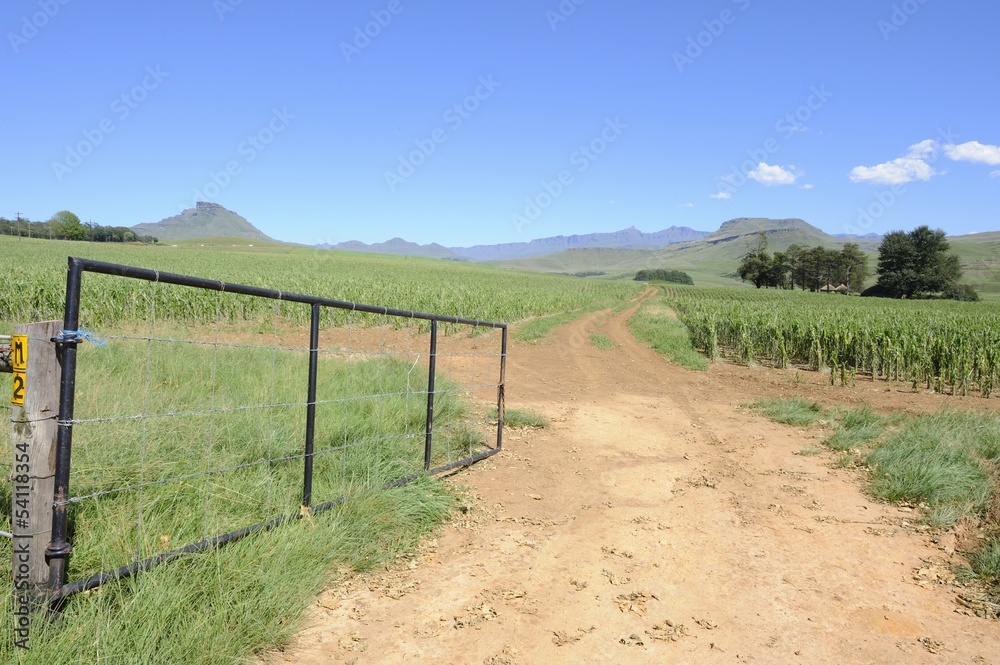 Farm gate and a field of maize damaged by hail Farm gate and a field of maize damaged by hail