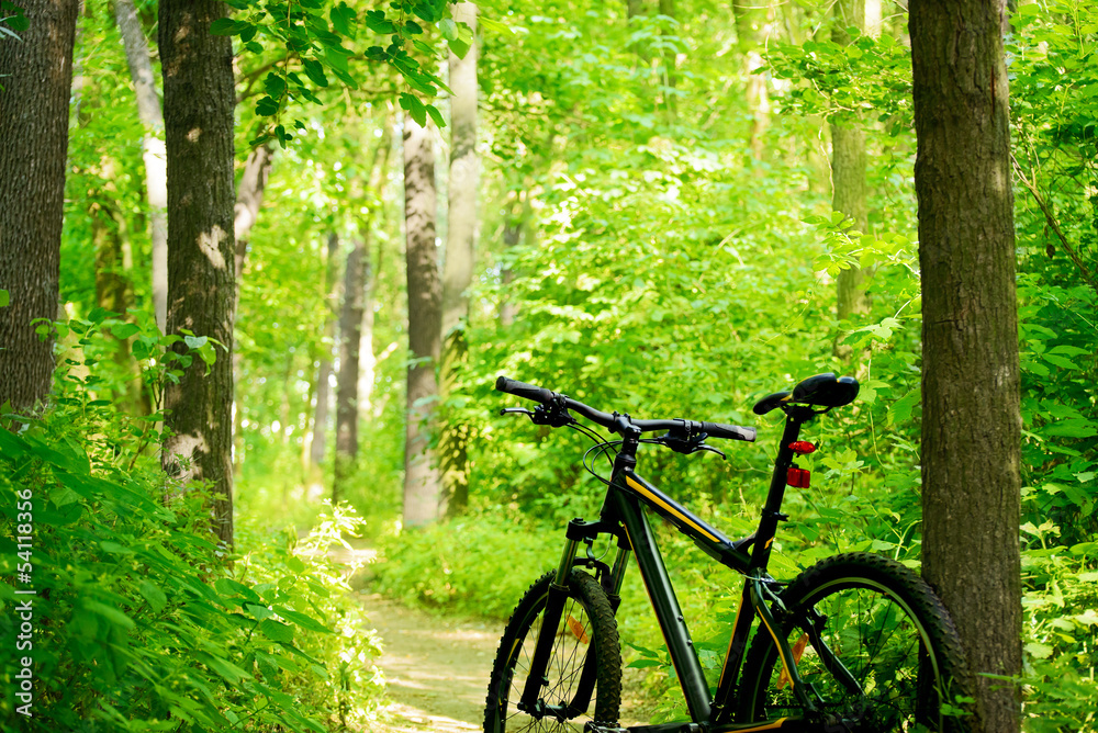 Mountain Bike on the Trail in the Forest