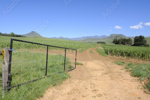 Farm gate and a field of maize damaged by hail