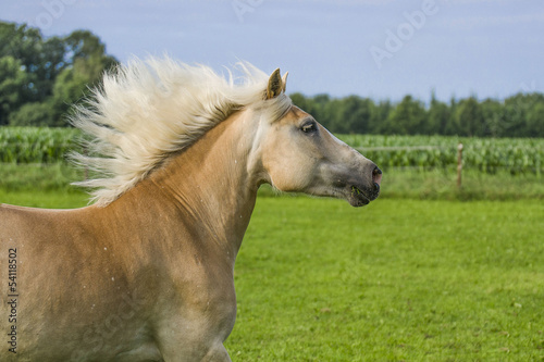 Haflinger-Stute