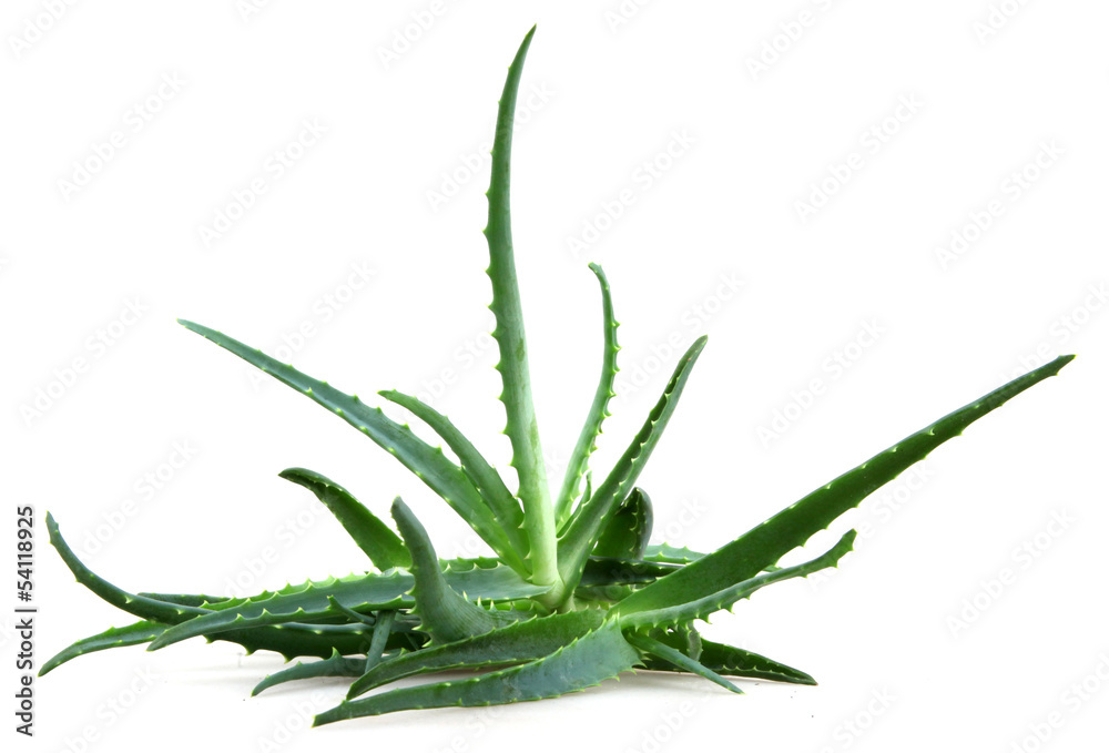 aloe aloe